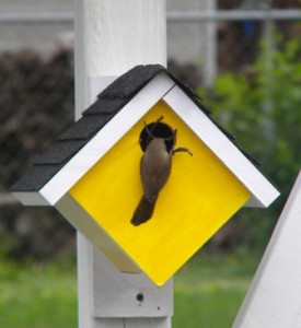 Bird on Birdhouse Bird on Birdhouse
