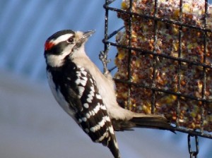 Bird Suet
