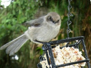Bird on Suet