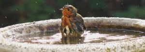 Heated Birdbath
