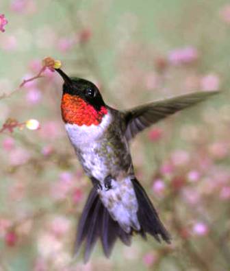 hummingbird nectar recipe hummingbird nectar recipe