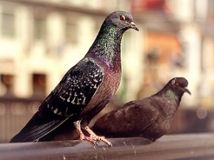 Pigeons