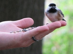 Bird Eating From Hand