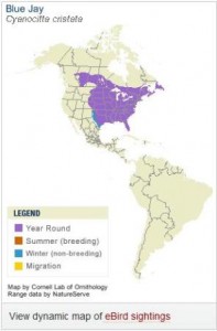Blue Jay Migration Map
