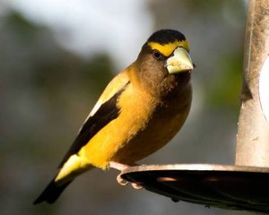 Grosebeak at bird feeder
