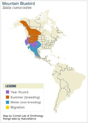 blue birds and their magnificent world blue birds and their magnificent world