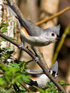 Two Tufted Titmouse 
