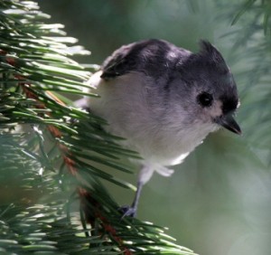 Tufted Titmouse