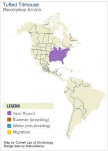 Tufted Titmouse Range Map