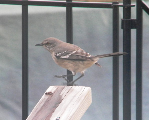 Mystery Bird Mystery Bird